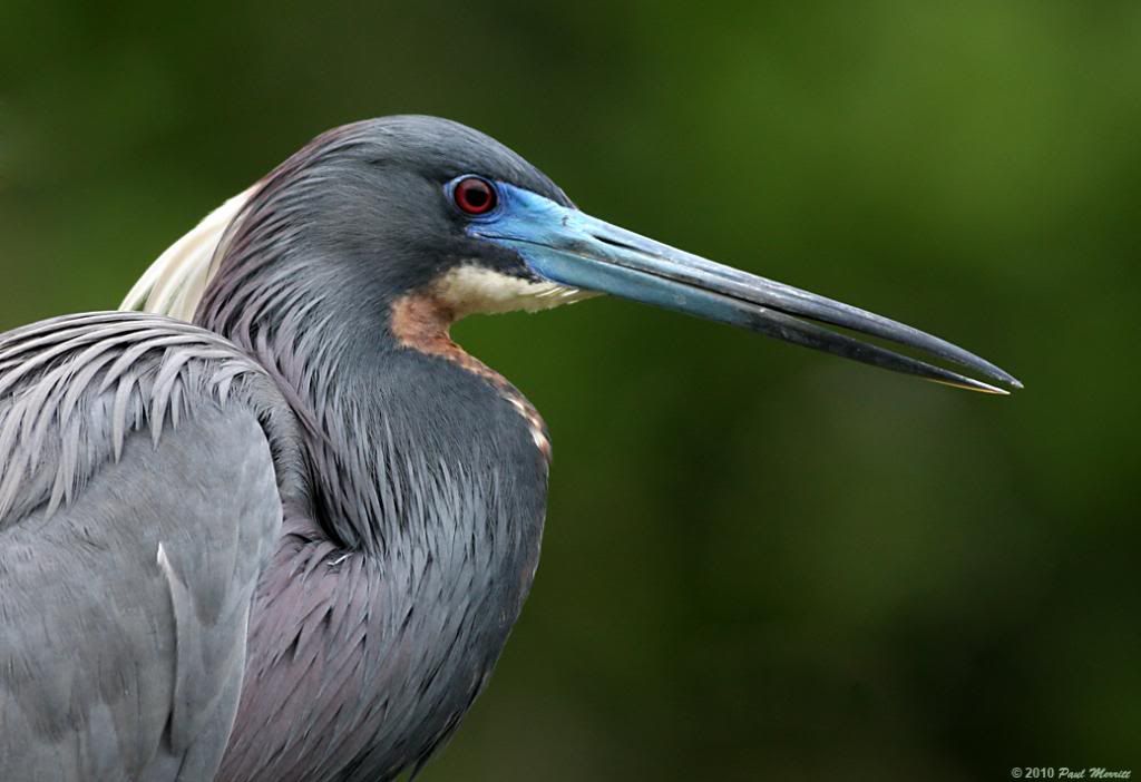 IMAGE: http://i60.photobucket.com/albums/h33/Airedale1/TRIcolored_zpsb47a0a09.jpg