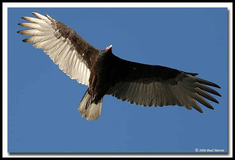 IMAGE: http://i60.photobucket.com/albums/h33/Airedale1/TV1.jpg