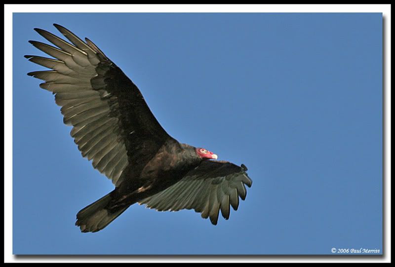 IMAGE: http://i60.photobucket.com/albums/h33/Airedale1/TV2.jpg