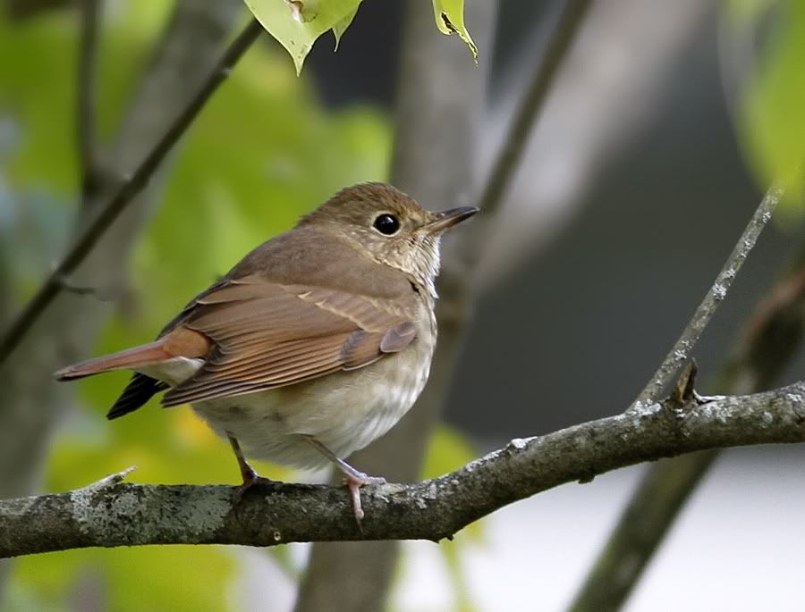 IMAGE: http://i60.photobucket.com/albums/h33/Airedale1/UNKNOWN-1.jpg