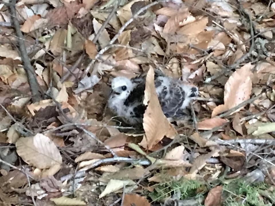 IMAGE: http://i60.photobucket.com/albums/h33/Airedale1/bird_zpsylmovsoe.jpg