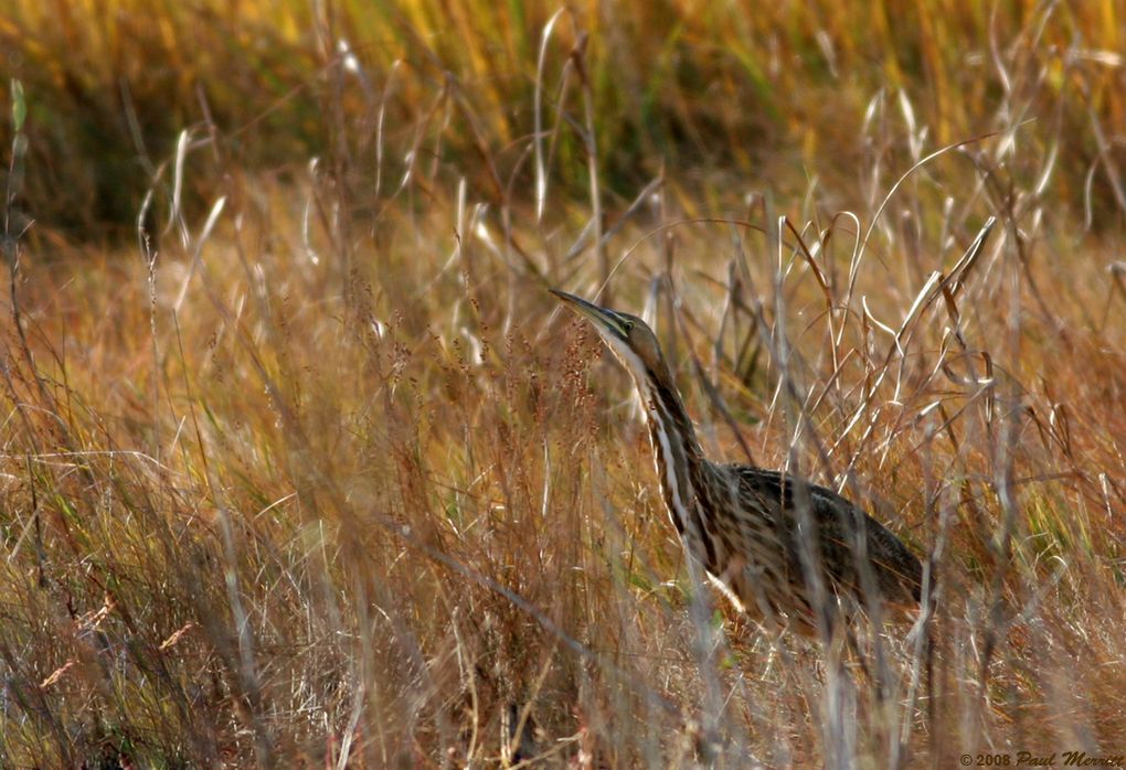 IMAGE: http://i60.photobucket.com/albums/h33/Airedale1/birds/Bittern2_zps7424fc37.jpg