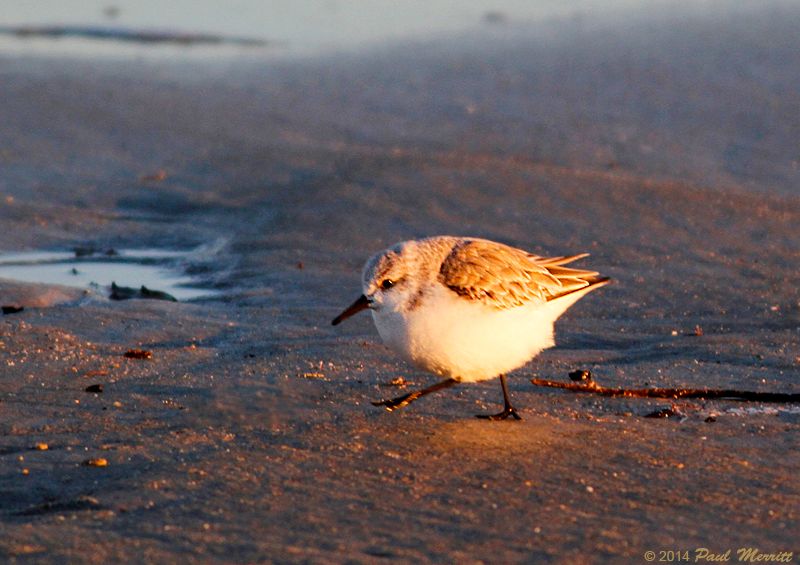 IMAGE: http://i60.photobucket.com/albums/h33/Airedale1/birds/Ogun5_zps5846ad94.jpg