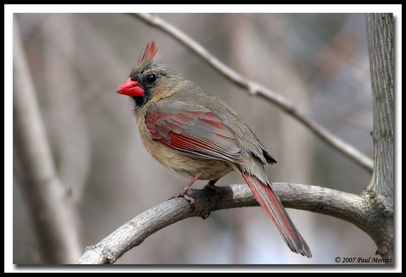 IMAGE: http://i60.photobucket.com/albums/h33/Airedale1/card24.jpg