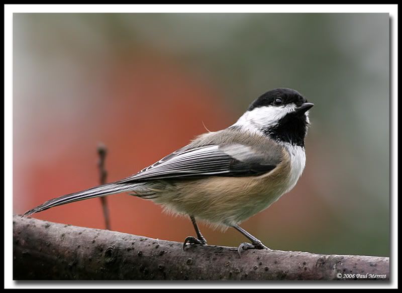 IMAGE: http://i60.photobucket.com/albums/h33/Airedale1/chick26.jpg