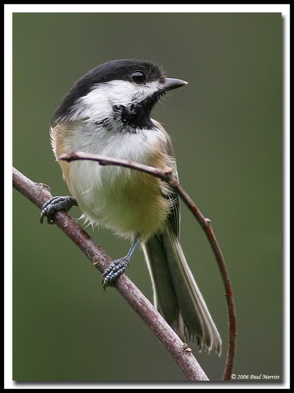 IMAGE: http://i60.photobucket.com/albums/h33/Airedale1/chick27-1.jpg