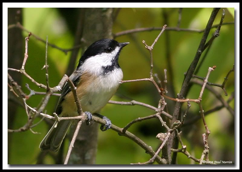 IMAGE: http://i60.photobucket.com/albums/h33/Airedale1/chick28.jpg