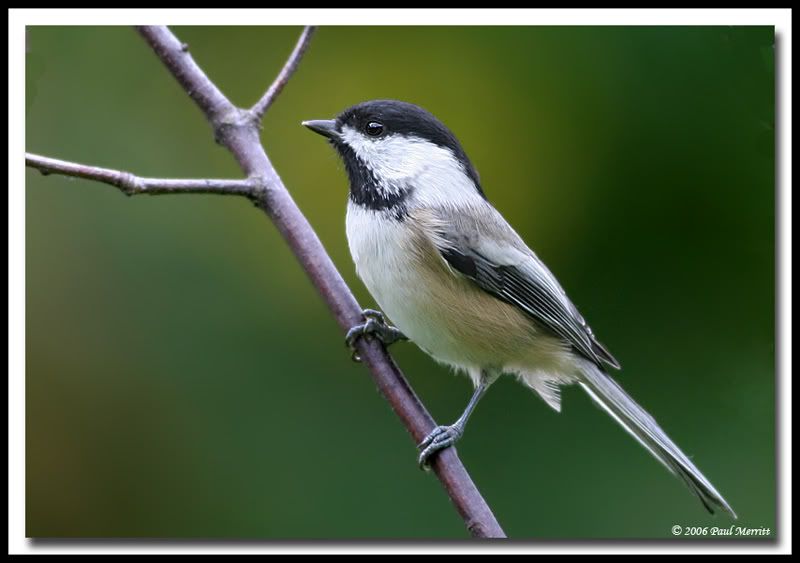 IMAGE: http://i60.photobucket.com/albums/h33/Airedale1/chick29.jpg