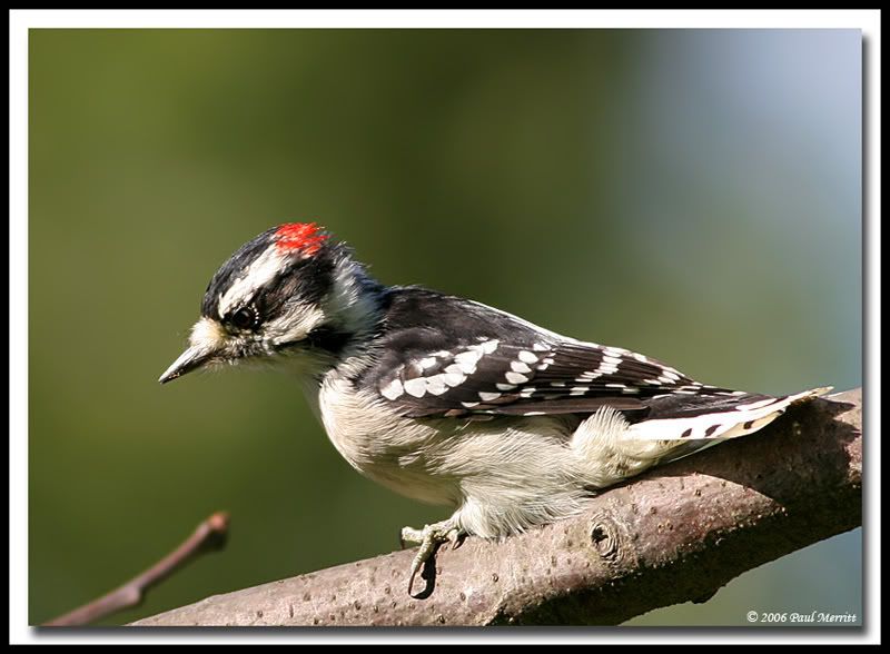 IMAGE: http://i60.photobucket.com/albums/h33/Airedale1/downy6.jpg