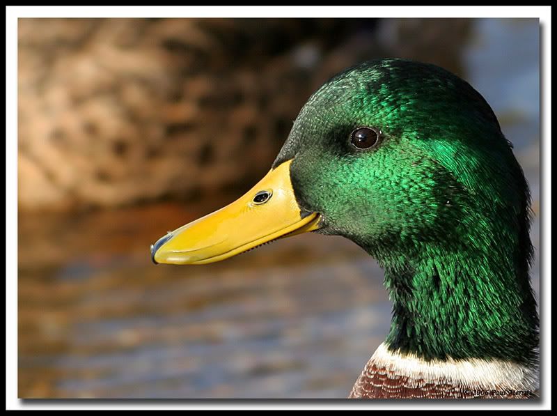 IMAGE: http://i60.photobucket.com/albums/h33/Airedale1/drake8.jpg