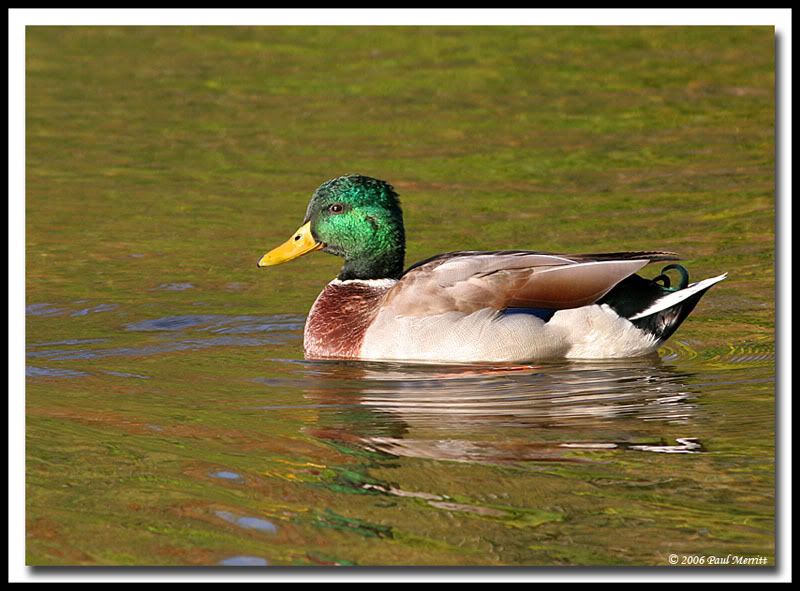 IMAGE: http://i60.photobucket.com/albums/h33/Airedale1/drake9.jpg