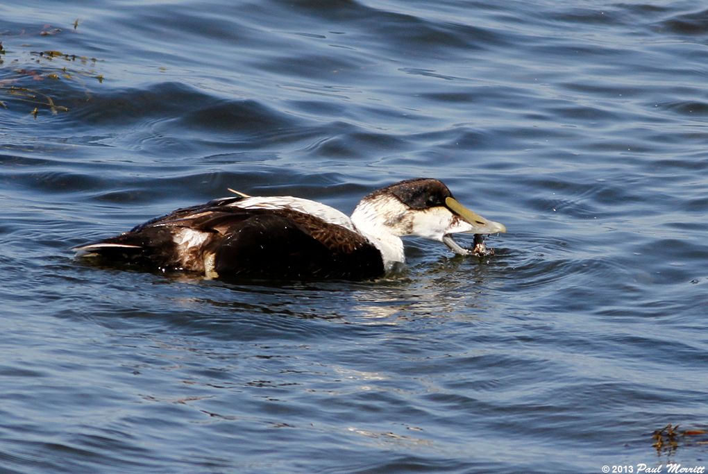 IMAGE: http://i60.photobucket.com/albums/h33/Airedale1/eiderMcrab_zpscfeacba5.jpg