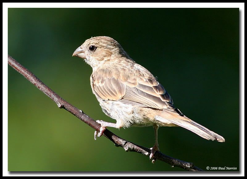 IMAGE: http://i60.photobucket.com/albums/h33/Airedale1/finch16.jpg