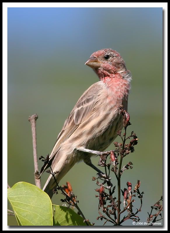 IMAGE: http://i60.photobucket.com/albums/h33/Airedale1/finch17.jpg