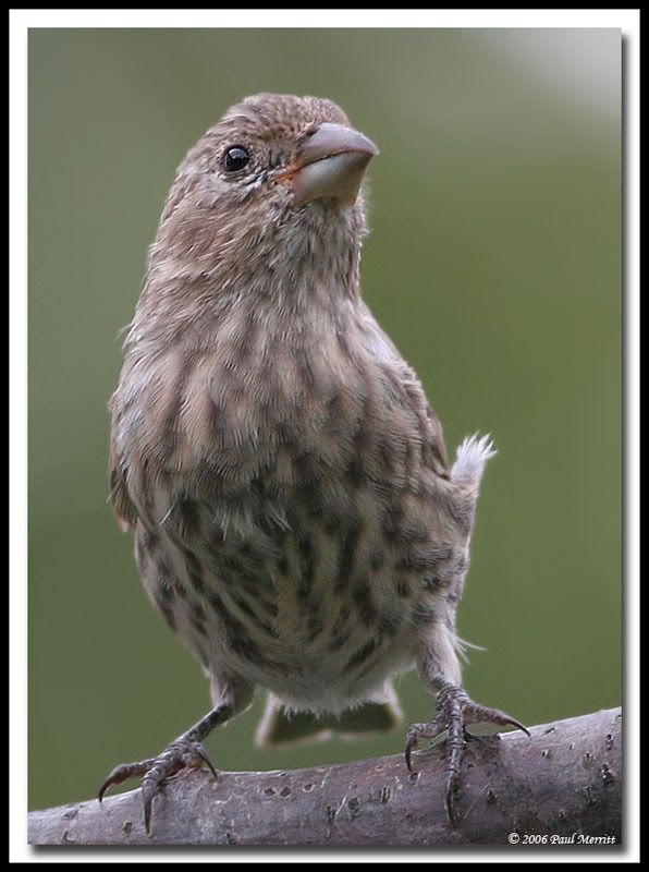 IMAGE: http://i60.photobucket.com/albums/h33/Airedale1/finch19.jpg