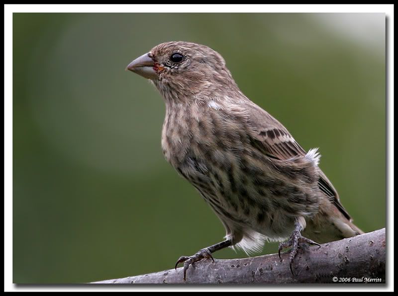 IMAGE: http://i60.photobucket.com/albums/h33/Airedale1/finch20.jpg