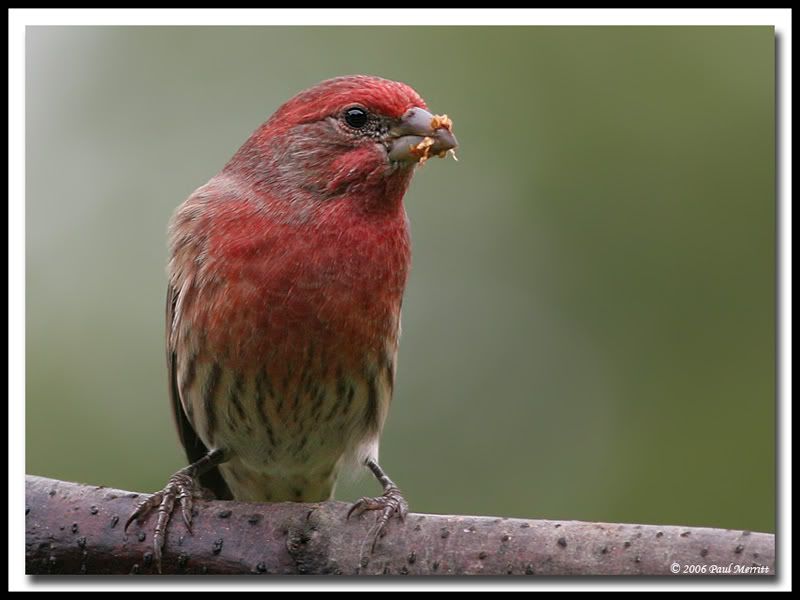 IMAGE: http://i60.photobucket.com/albums/h33/Airedale1/finch21.jpg