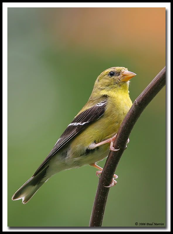 IMAGE: http://i60.photobucket.com/albums/h33/Airedale1/gold.jpg