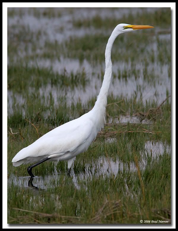 IMAGE: http://i60.photobucket.com/albums/h33/Airedale1/greategret1.jpg