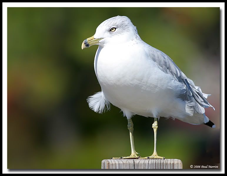 IMAGE: http://i60.photobucket.com/albums/h33/Airedale1/gull22.jpg