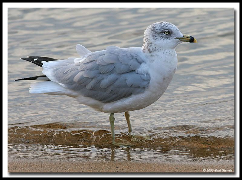 IMAGE: http://i60.photobucket.com/albums/h33/Airedale1/gull23.jpg