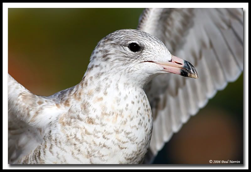 IMAGE: http://i60.photobucket.com/albums/h33/Airedale1/gull24.jpg