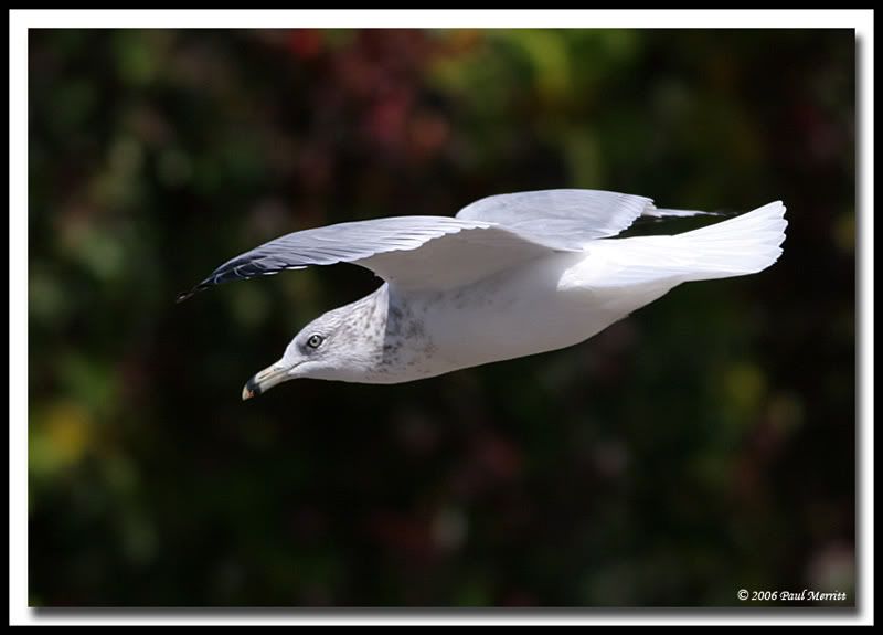 IMAGE: http://i60.photobucket.com/albums/h33/Airedale1/gullfly2.jpg