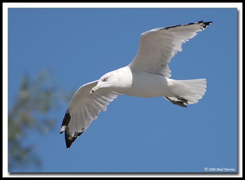 IMAGE: http://i60.photobucket.com/albums/h33/Airedale1/gullfly3.jpg