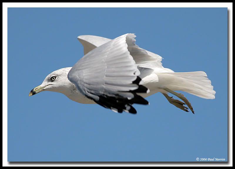 IMAGE: http://i60.photobucket.com/albums/h33/Airedale1/gullfly4.jpg