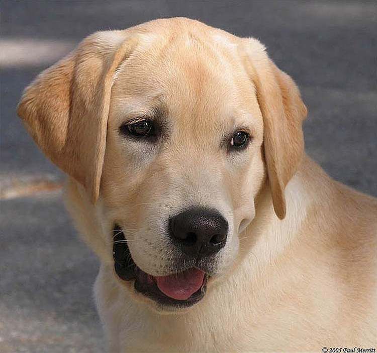 IMAGE: http://i60.photobucket.com/albums/h33/Airedale1/labpup2_zpsfsttyy68.jpg