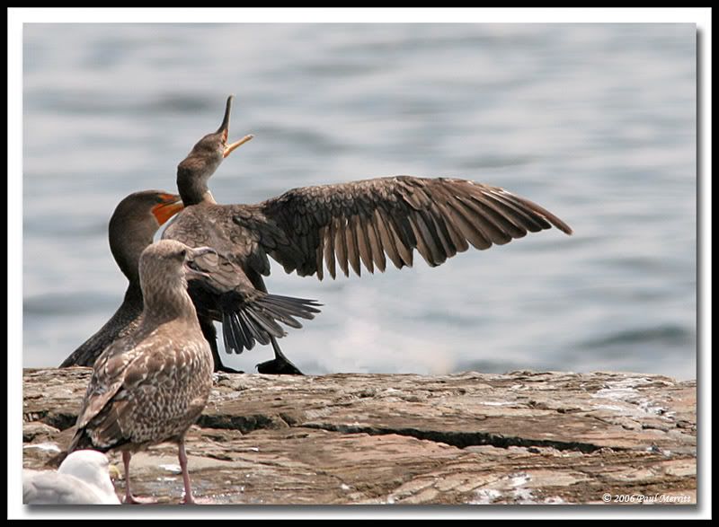 IMAGE: http://i60.photobucket.com/albums/h33/Airedale1/laugh.jpg