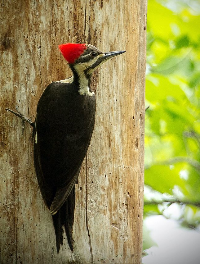 IMAGE: http://i60.photobucket.com/albums/h33/Airedale1/pll_zps4bbcb983.jpg