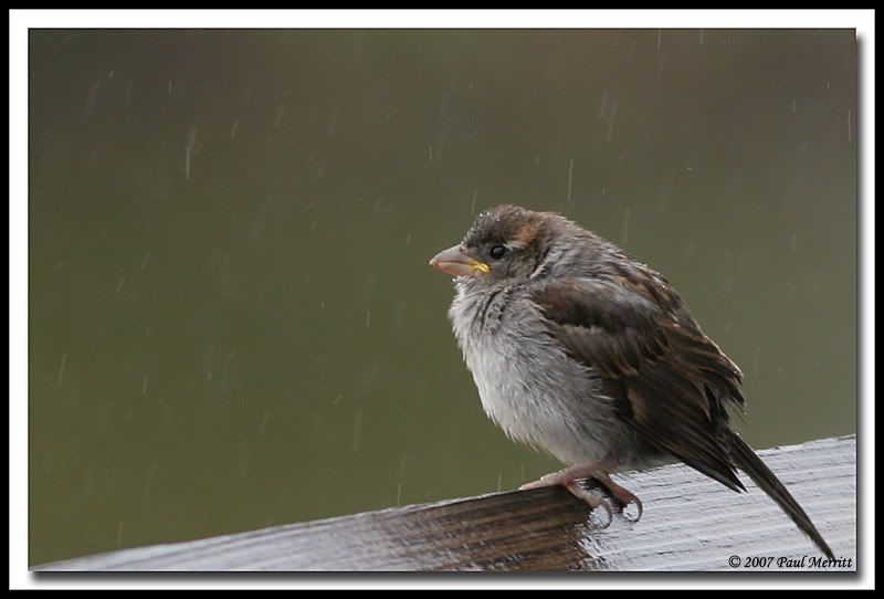 IMAGE: http://i60.photobucket.com/albums/h33/Airedale1/sad1.jpg