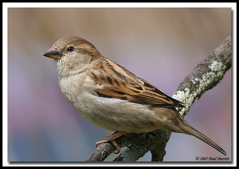 IMAGE: http://i60.photobucket.com/albums/h33/Airedale1/sparrow34-1.jpg