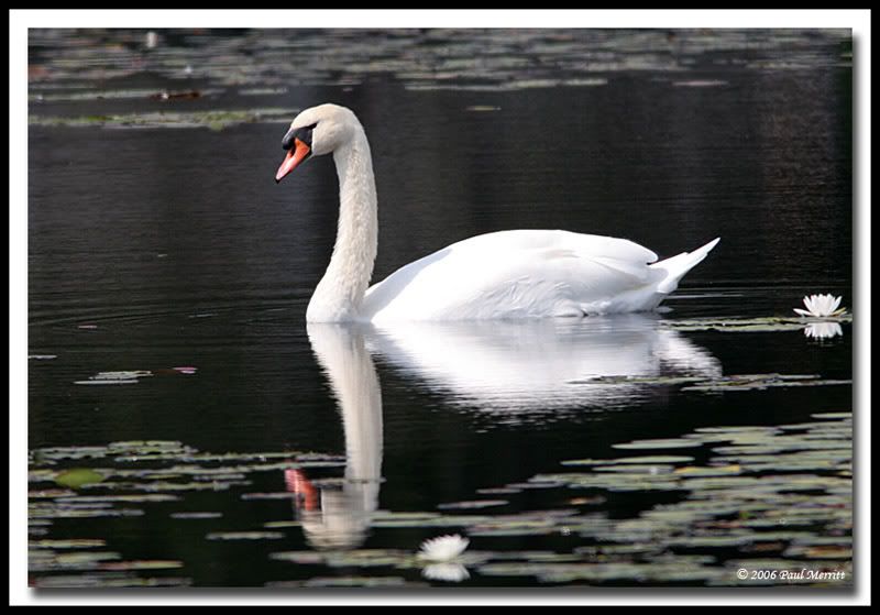 IMAGE: http://i60.photobucket.com/albums/h33/Airedale1/swan6.jpg