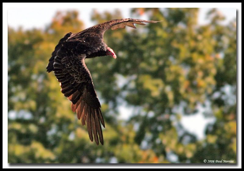IMAGE: http://i60.photobucket.com/albums/h33/Airedale1/turkeyvulture1.jpg