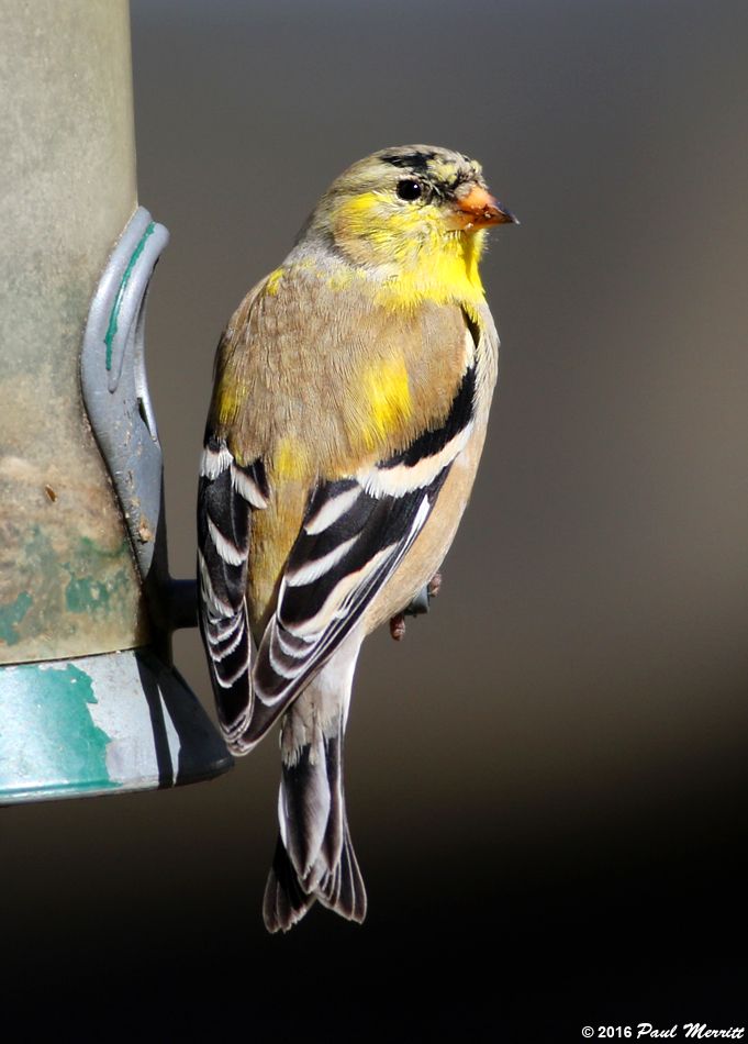 IMAGE: http://i60.photobucket.com/albums/h33/Airedale1/unk1_zps2lzitzee.jpg