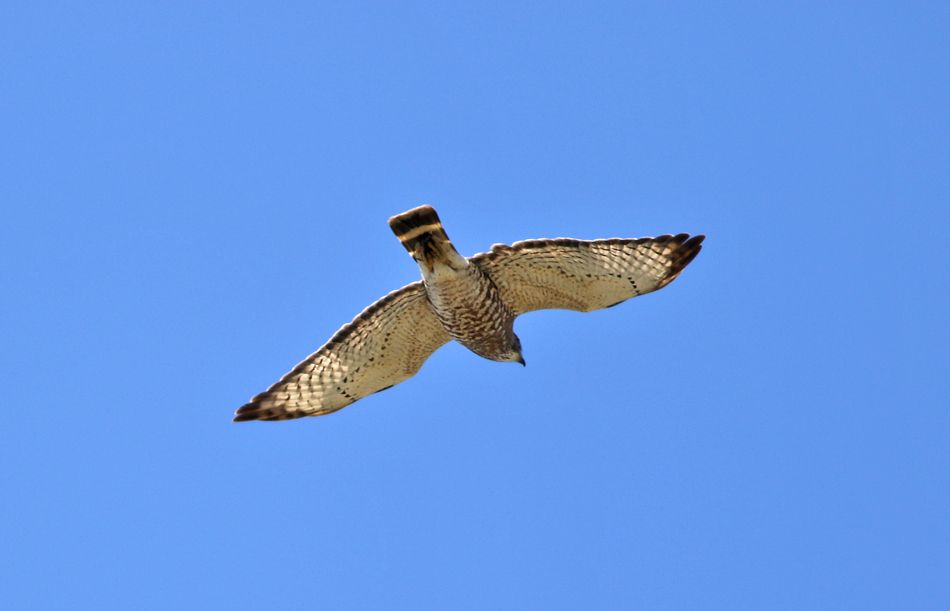 IMAGE: http://i60.photobucket.com/albums/h33/Airedale1/unkhawk_zpso2fayru5.jpg