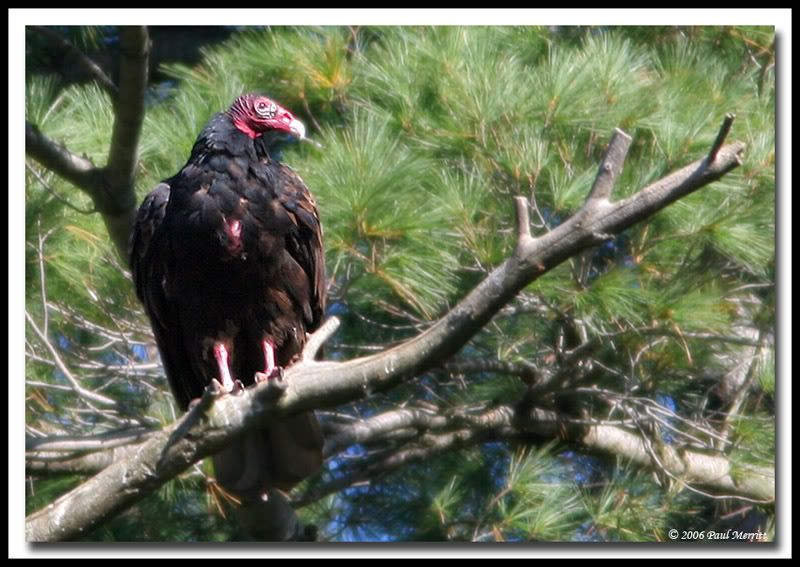 IMAGE: http://i60.photobucket.com/albums/h33/Airedale1/vulture.jpg