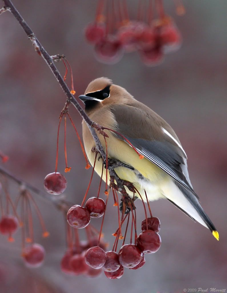 IMAGE: http://i60.photobucket.com/albums/h33/Airedale1/wax4.jpg