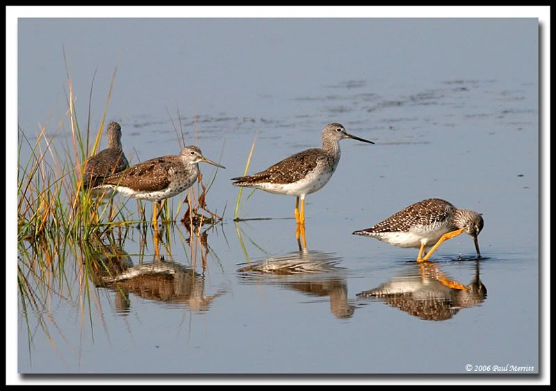 IMAGE: http://i60.photobucket.com/albums/h33/Airedale1/yellowlegs1.jpg