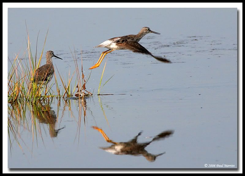 IMAGE: http://i60.photobucket.com/albums/h33/Airedale1/yellowlegs2.jpg