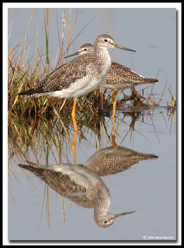 IMAGE: http://i60.photobucket.com/albums/h33/Airedale1/yellowlegs3.jpg