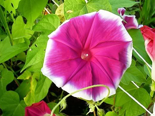 Photobucket - Video and Image Hosting