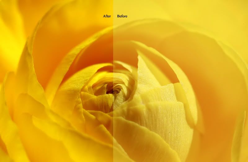 IMAGE: http://i60.photobucket.com/albums/h35/Omrimacro2/Copyof147_9842.jpg