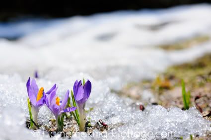 Snow Crocus