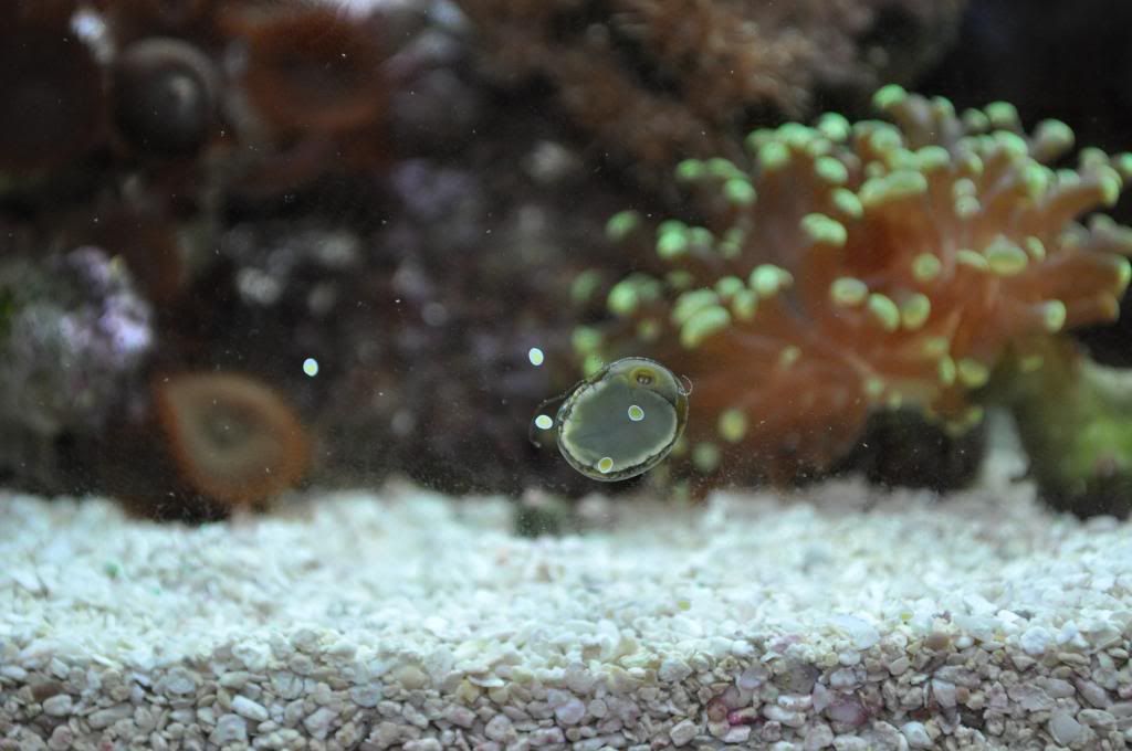 DSC_0391_zps74536ceb.jpg