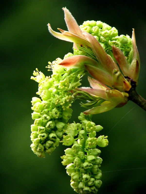 iek Resimleri (5 Katalog)