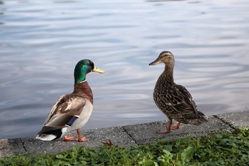 IMAGE: http://i60.photobucket.com/albums/h37/oak3x/DuckyLove.jpg