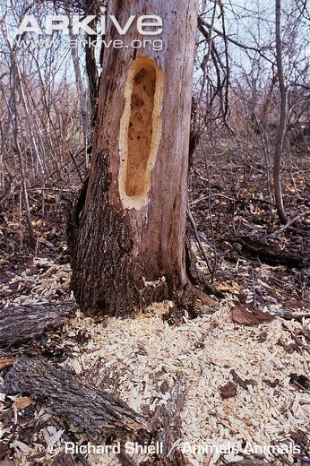 dead-tree-hollowed-by-feeding-pileated-woodpecker_zpstkb0ydcn.jpg